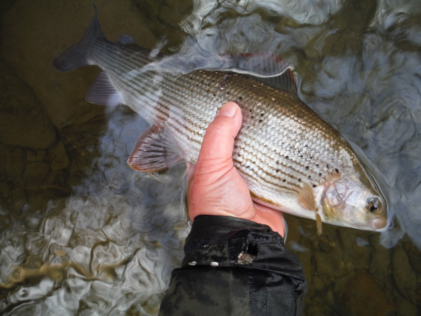 Cefnllysgwynne grayling
